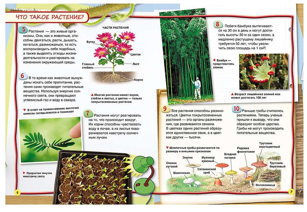 Интересные факты о растениях. Факты о растениях для детей. Детская энциклопедия растения. Энциклопедия растений для детей.